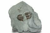 Disarticulated Flexicalymene Trilobite - Mt Orab, Ohio #247413-1